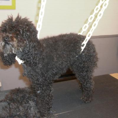 Caniche avant