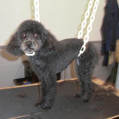 caniche après