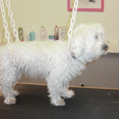 bichon maltais avant