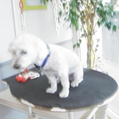 bichon maltais après