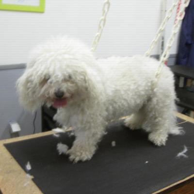 bichon frisé avant