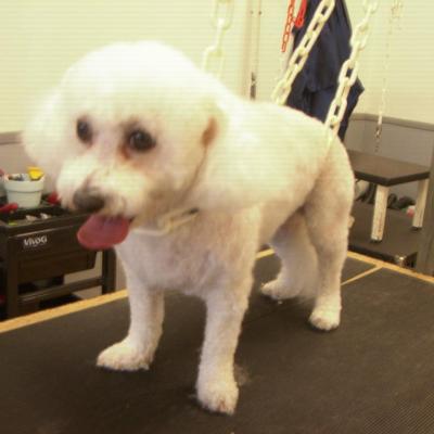bichon frisé après