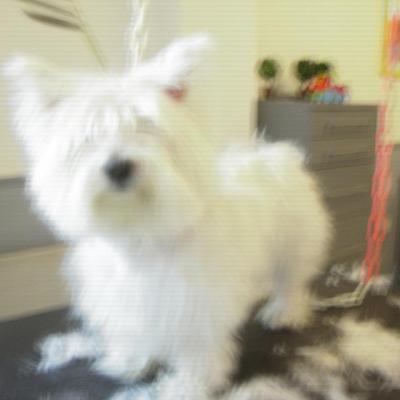 westie avant