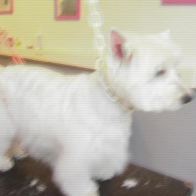 westie après